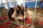 Virovitica domaćin jedne od najvećih izložbi malih životinja u Hrvatskoj: Razgledati se može više od 1400 eksponata 8 601422868 1308159858007132 2752181530882077792 n