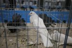 Virovitica domaćin jedne od najvećih izložbi malih životinja u Hrvatskoj: Razgledati se može više od 1400 eksponata 9 601425187 1308160308007087 1454662045136036522 n