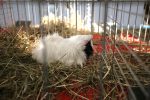 Virovitica domaćin jedne od najvećih izložbi malih životinja u Hrvatskoj: Razgledati se može više od 1400 eksponata 10 601433462 1308160171340434 4476968279649865767 n