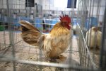 Virovitica domaćin jedne od najvećih izložbi malih životinja u Hrvatskoj: Razgledati se može više od 1400 eksponata 12 601441826 1308159781340473 5091439735188593251 n