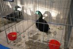 Virovitica domaćin jedne od najvećih izložbi malih životinja u Hrvatskoj: Razgledati se može više od 1400 eksponata 14 601459590 1308160438007074 6241866249482641706 n