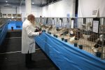 Virovitica domaćin jedne od najvećih izložbi malih životinja u Hrvatskoj: Razgledati se može više od 1400 eksponata 15 601469094 1308159634673821 2925704112376707953 n