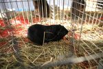 Virovitica domaćin jedne od najvećih izložbi malih životinja u Hrvatskoj: Razgledati se može više od 1400 eksponata 16 601476127 1308160121340439 153111333480173655 n