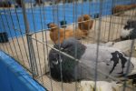 Virovitica domaćin jedne od najvećih izložbi malih životinja u Hrvatskoj: Razgledati se može više od 1400 eksponata 18 601496181 1308160254673759 8273034334142749966 n
