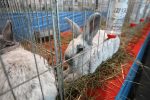 Virovitica domaćin jedne od najvećih izložbi malih životinja u Hrvatskoj: Razgledati se može više od 1400 eksponata 19 601541261 1308159881340463 83124843844885918 n