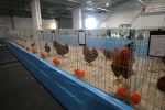 Virovitica domaćin jedne od najvećih izložbi malih životinja u Hrvatskoj: Razgledati se može više od 1400 eksponata 21 602904569 1308159764673808 4624831071719658384 n