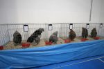 Virovitica domaćin jedne od najvećih izložbi malih životinja u Hrvatskoj: Razgledati se može više od 1400 eksponata 22 602919201 1308160354673749 4517865534210086397 n