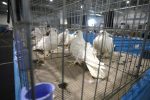 Virovitica domaćin jedne od najvećih izložbi malih životinja u Hrvatskoj: Razgledati se može više od 1400 eksponata 27 603000924 1308159688007149 254303784016990659 n