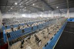 Virovitica domaćin jedne od najvećih izložbi malih životinja u Hrvatskoj: Razgledati se može više od 1400 eksponata 37 603847517 1308159591340492 4051887462795849318 n