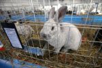Virovitica domaćin jedne od najvećih izložbi malih životinja u Hrvatskoj: Razgledati se može više od 1400 eksponata 39 603861186 1308160114673773 6346731901032264990 n