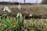 Galanthus nivalis 2 1