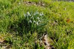 Galanthus nivalis 2
