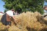 Baština koja ne blijedi: Zokov Gaj oživio stare žetvene običaje Slovaka u Hrvatskoj 1 Zetvene svecanosti Zokov Gaj 13
