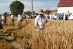 Baština koja ne blijedi: Zokov Gaj oživio stare žetvene običaje Slovaka u Hrvatskoj 4 Zetvene svecanosti Zokov Gaj 9