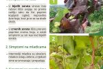 Ministarstvo poljoprivrede, šumarstva i ribarstva: Spriječimo daljnje širenje zlatne žutice i propadanje vinograda 2 Zlatna zutica vinove loze letak 2