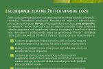 Ministarstvo poljoprivrede, šumarstva i ribarstva: Spriječimo daljnje širenje zlatne žutice i propadanje vinograda 3 Zlatna zutica vinove loze letak 3